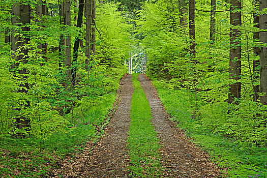 树林,茂密,绿叶,巴伐利亚,德国