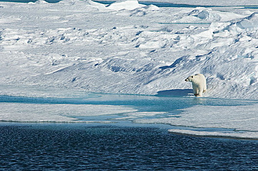 北极熊,站立,边缘,冰原,水