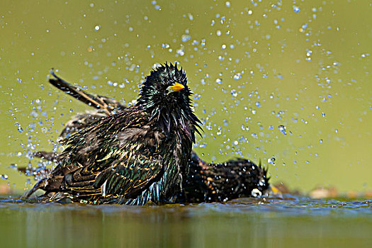 两个,普通,八哥,紫翅椋鸟,水