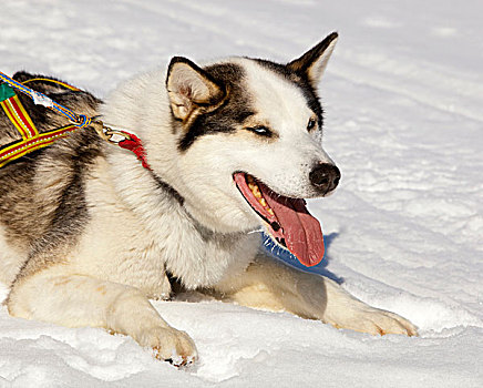 雪橇狗,领着,狗,阿拉斯加,哈士奇犬,马具,喘气,休息,雪中,冰冻,育空河,育空地区,加拿大