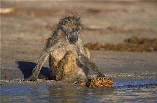 南非大狒狒,豚尾狒狒,觅食,食物,大象,粪,乔贝国家公园,博茨瓦纳