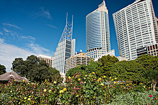 澳大利亚,悉尼,市区,城市天际线,风景,皇家植物园,玫瑰园,大幅,尺寸