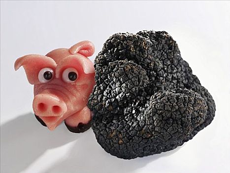 黑色,块菌,猪