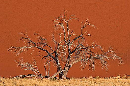 死,骆驼,刺,树,正面,沙丘,索苏维来地区,纳米布沙漠,纳米比诺克陆夫国家公园,纳米比亚,非洲