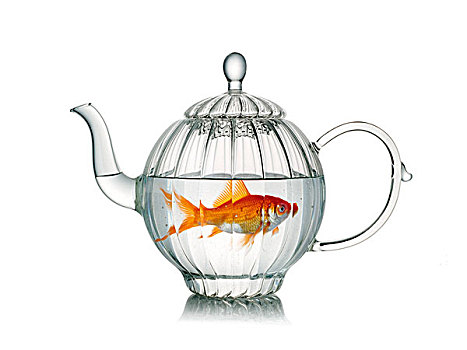 金鱼,玻璃茶壶