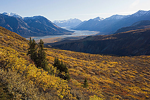深秋,叶子,秋色,绵羊,山,河谷,冰河,山峦,克卢恩国家公园,自然保护区,育空地区,加拿大