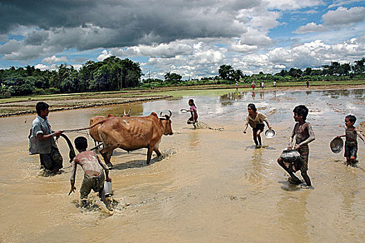 孩子,玩,农田,孟加拉,七月,2005年