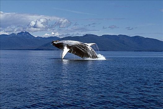 驼背鲸,鲸跃,弗雷德里克湾