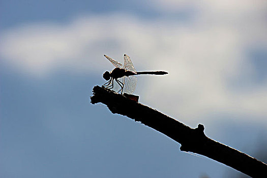 蜻蜓1