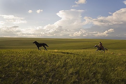 骑手,圈拢,马,内蒙古,中国