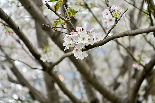 樱花