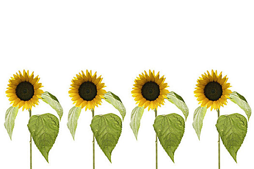 向日葵,向日葵属,排,序列,植物,花,花序,观赏植物,有用植物,花瓣,黄色,太阳,晴朗,概念,平等,一致性,克隆,工作室,静物,留白