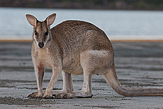 澳大利亚,昆士兰,国家公园,敏捷,小袋鼠