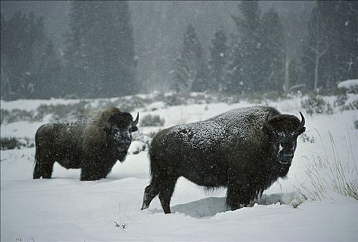 美洲野牛,野牛,一对,雪中,爱达荷