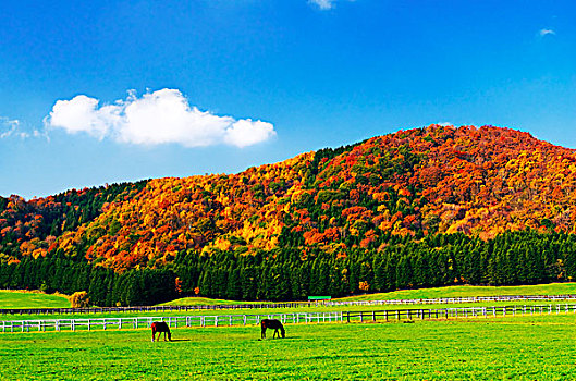 彩色,秋叶,山,比赛,马