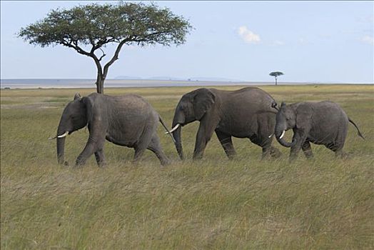 非洲象,马赛马拉国家公园,非洲