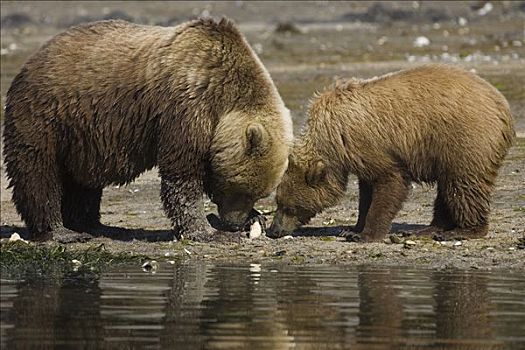 大灰熊,棕熊,母亲,一个,一半,幼兽,卡特麦国家公园,阿拉斯加