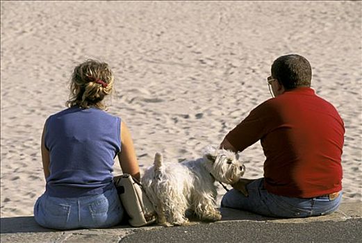 伴侣,小狗,坐,海边,后视图