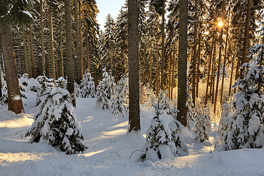 德国,图林根州,树,木头,雪,太阳,发光,上升,逆光,图林根,树林