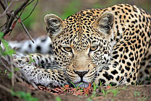 豹,成年,动物,卧,不活跃,看,专注,沙子,禁猎区,克鲁格国家公园,南非,非洲