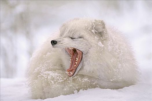 北极狐,成年,哈欠,北美