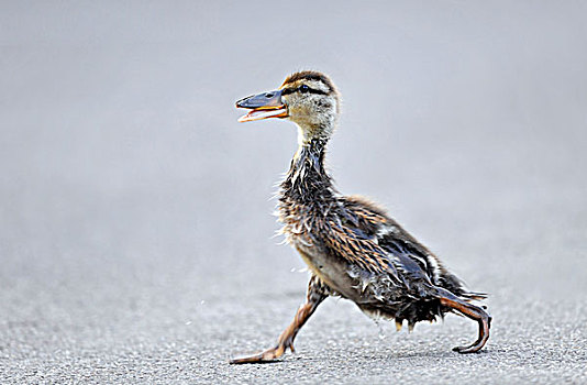 鸭子走路的姿势图片
