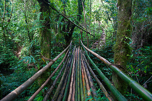 竹子,桥,千禧年,洞穴,省,瓦努阿图,大洋洲