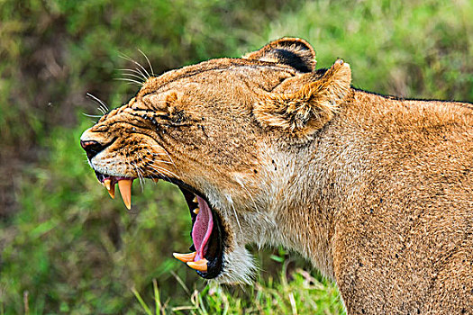 雌狮,哈欠,马赛马拉,肯尼亚,非洲