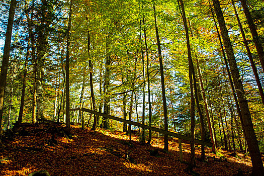 德国新天鹅堡秋天的枫树林森林步道
