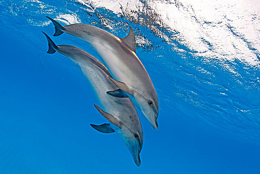大西洋细吻海豚,花斑原海豚,幼小,巴哈马浅滩,巴哈马,中美洲
