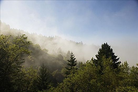 俯拍,雾,树,山,州立公园,加利福尼亚,美国