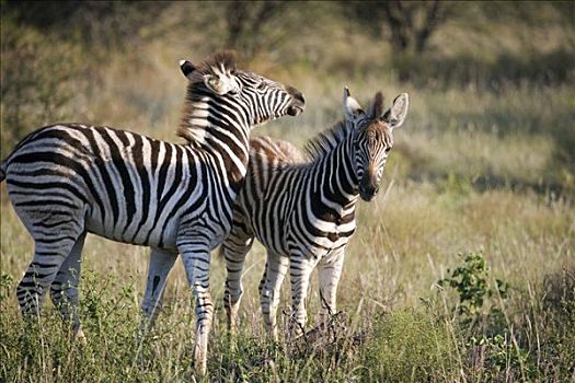 南非,西北省,禁猎区,两个,平原斑马,小马,马,斑马
