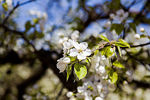 白色海棠春天盛开