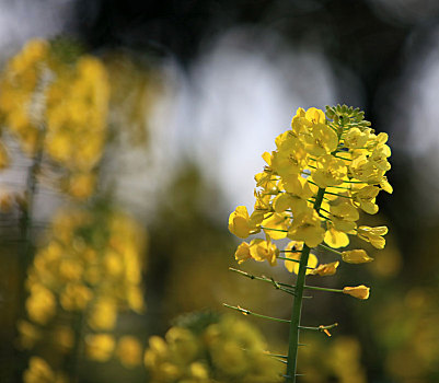 油菜花