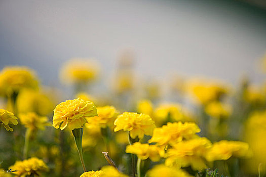 北京城市花地