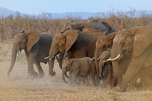 牧群,非洲,灌木,大象,非洲象,移动,迅速,灰尘,克鲁格国家公园,南非