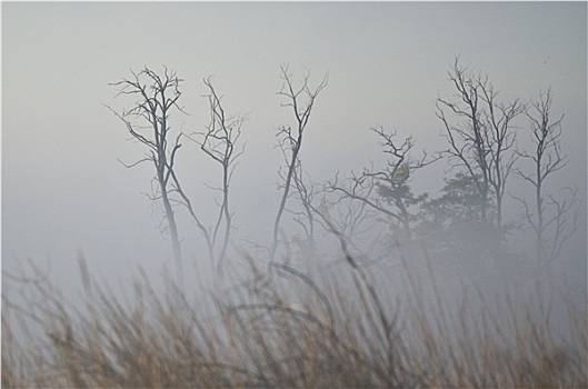 树,残枝,雾状,安静,秋天,早晨,湿地