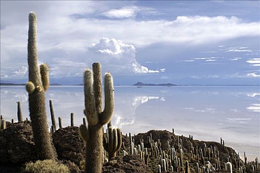 仙人掌,荒芜,乌尤尼,盐湖,玻利维亚