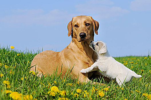 黄色拉布拉多犬,狗,母狗,躺着,蒲公英,草地,玩,梗犬,小狗
