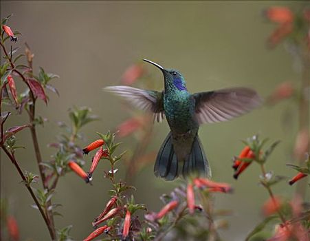 绿紫耳蜂鸟,蜂鸟,悬空,哥斯达黎加