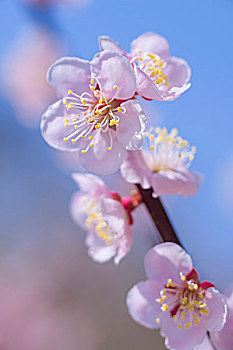 特写,盛开,李子,花,果园,乡村,奈良县,日本