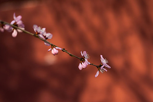 千佛山桃花