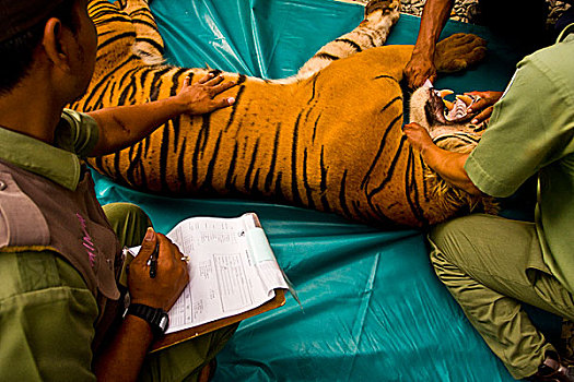 检查,状况,苏门答腊岛,虎,苏门答腊虎,自然资源,省,印度尼西亚,六月,2008年