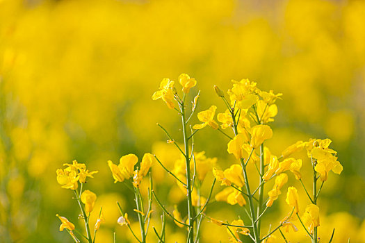 陕西长安油菜花