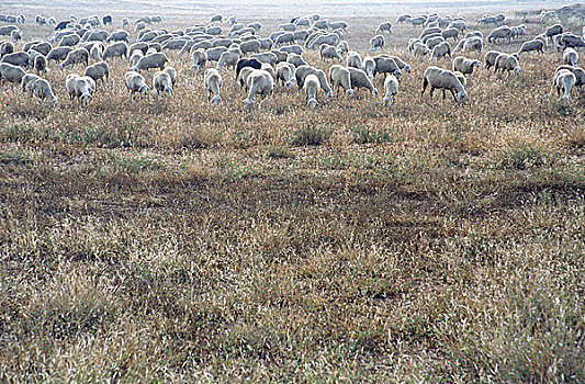 绵羊,草地,靠近,萨拉戈萨,阿拉贡,西班牙,欧洲