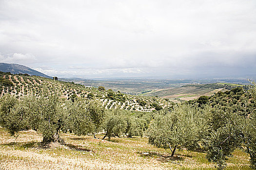 橄榄林,内华达山脉,格拉纳达,西班牙