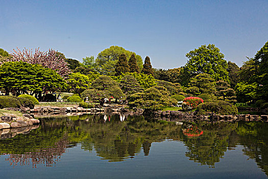 日本,新宿,花园