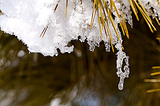 大雪后松针上的白色雾凇在融化特写