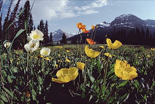 野花,落基山脉,班芙,碧玉国家公园,区域,艾伯塔省,加拿大