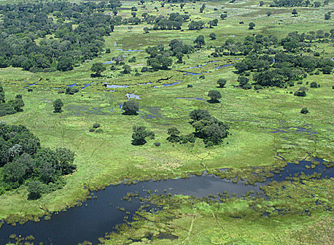 湿地生境,奥卡万戈三角洲,博茨瓦纳